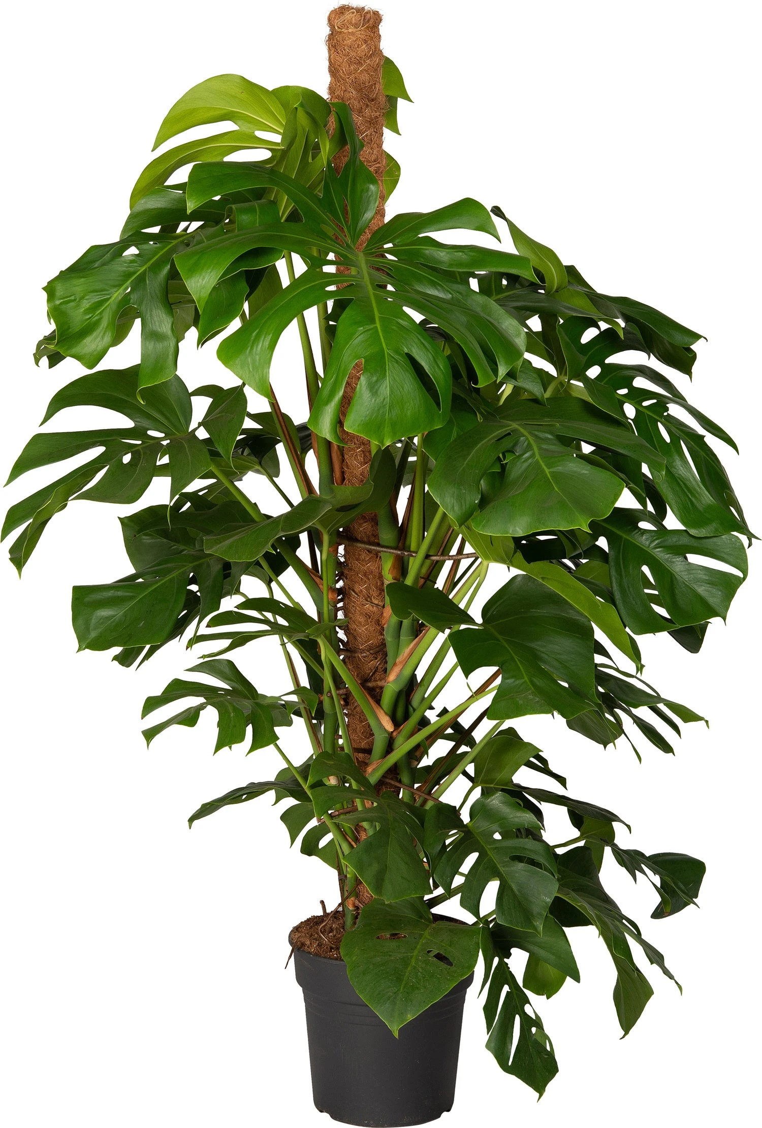 Gatenplant (Monstera Pertusum) D 27 H 150 Cm 3 Gatenplant (Monstera Pertusum) D 27 H 150 Cm