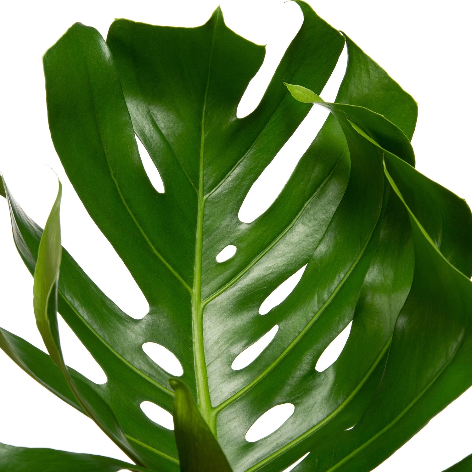 Gatenplant (Monstera Pertusum) D 27 H 150 Cm 4 Gatenplant (Monstera Pertusum) D 27 H 150 Cm - Afbeelding 2