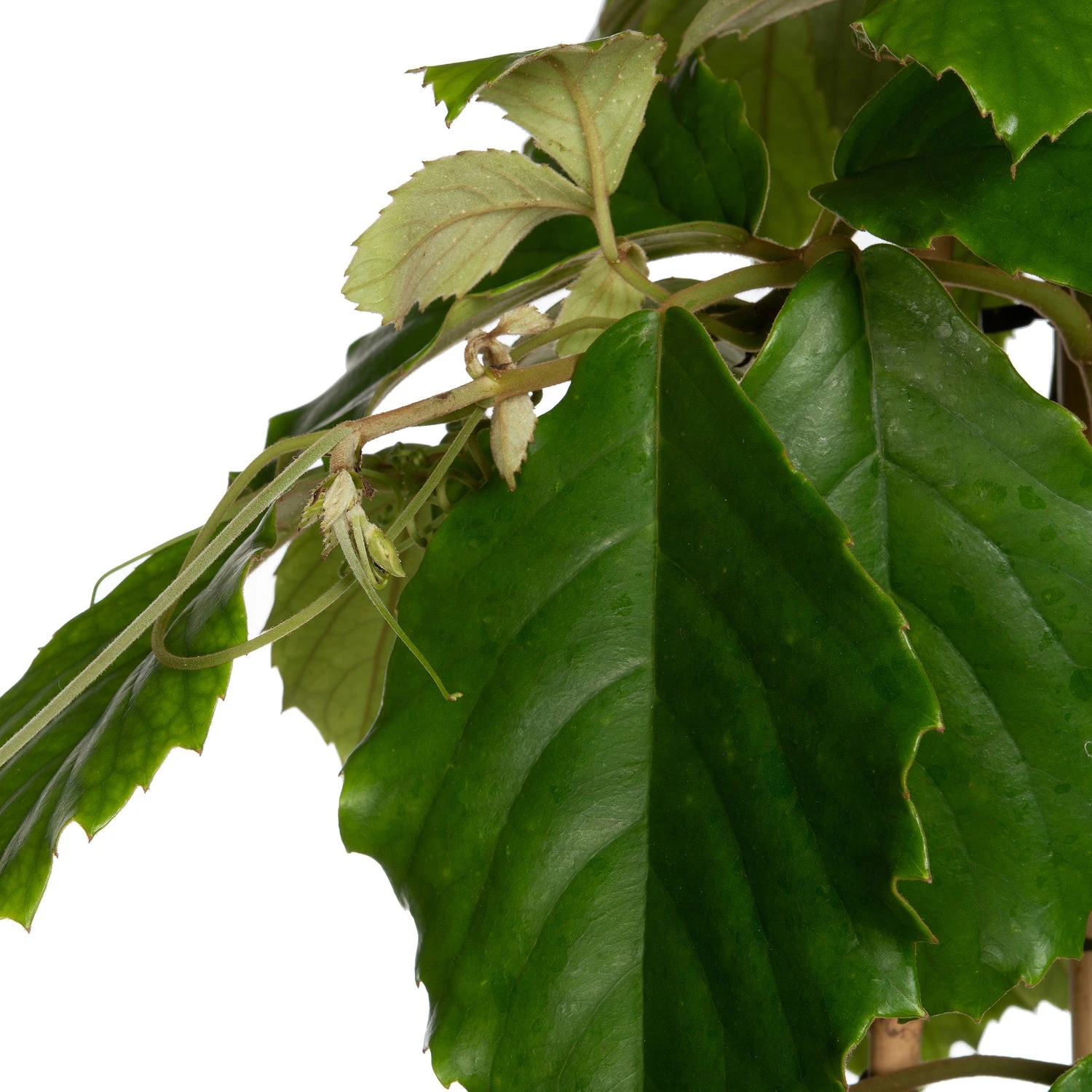 Kastanjedruif (Tetrastigma Voinierianum) D 27 H 160 Cm 3 Kastanjedruif (Tetrastigma Voinierianum) D 27 H 160 Cm - Afbeelding 2