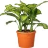 Dieffenbachia (Dieffenbachia Seguine 'Tropic Jewel') D 35 H 130 Cm -Groene Bloom Winkel 8717263460336