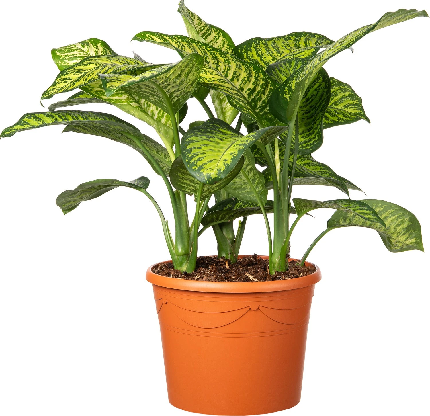 Dieffenbachia (Dieffenbachia Seguine 'Tropic Jewel') D 35 H 130 Cm 3 Dieffenbachia (Dieffenbachia Seguine 'Tropic Jewel') D 35 H 130 Cm