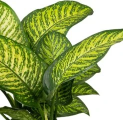 Dieffenbachia (Dieffenbachia Seguine 'Tropic Jewel') D 35 H 130 Cm 5 Dieffenbachia (Dieffenbachia Seguine 'Tropic Jewel') D 35 H 130 Cm -Groene Bloom Winkel 8717263460336 2