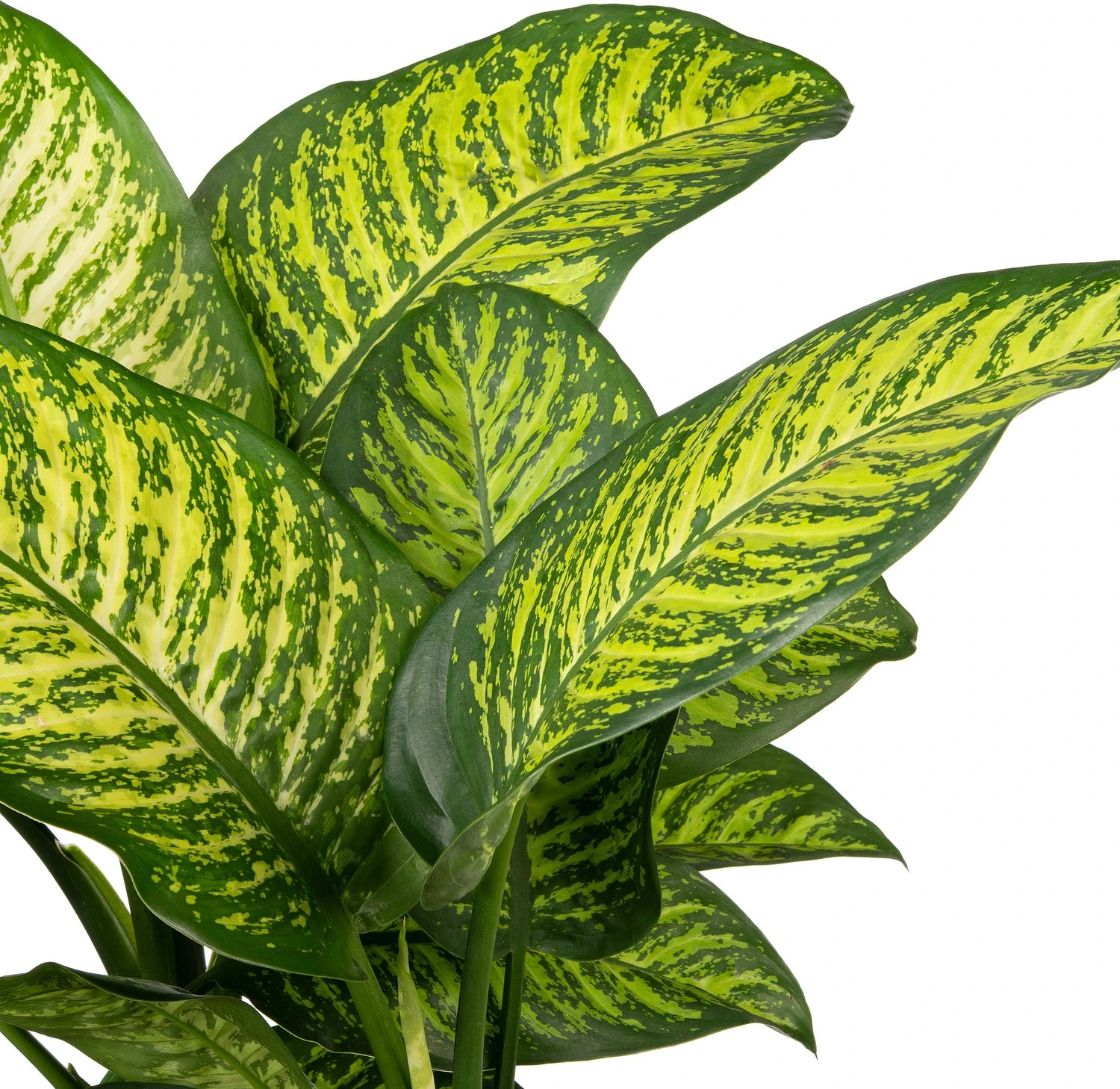 Dieffenbachia (Dieffenbachia Seguine 'Tropic Jewel') D 35 H 130 Cm 4 Dieffenbachia (Dieffenbachia Seguine 'Tropic Jewel') D 35 H 130 Cm - Afbeelding 2