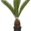 Varenpalm (Cycas Revoluta) D 14 H 50 Cm 1 Varenpalm (Cycas Revoluta) D 14 H 50 Cm -Groene Bloom Winkel 8717263460589 1