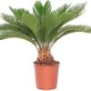 Varenpalm (Cycas Revoluta) D 17 H 65 Cm 1 Varenpalm (Cycas Revoluta) D 17 H 65 Cm -Groene Bloom Winkel 8717263460596 1 1