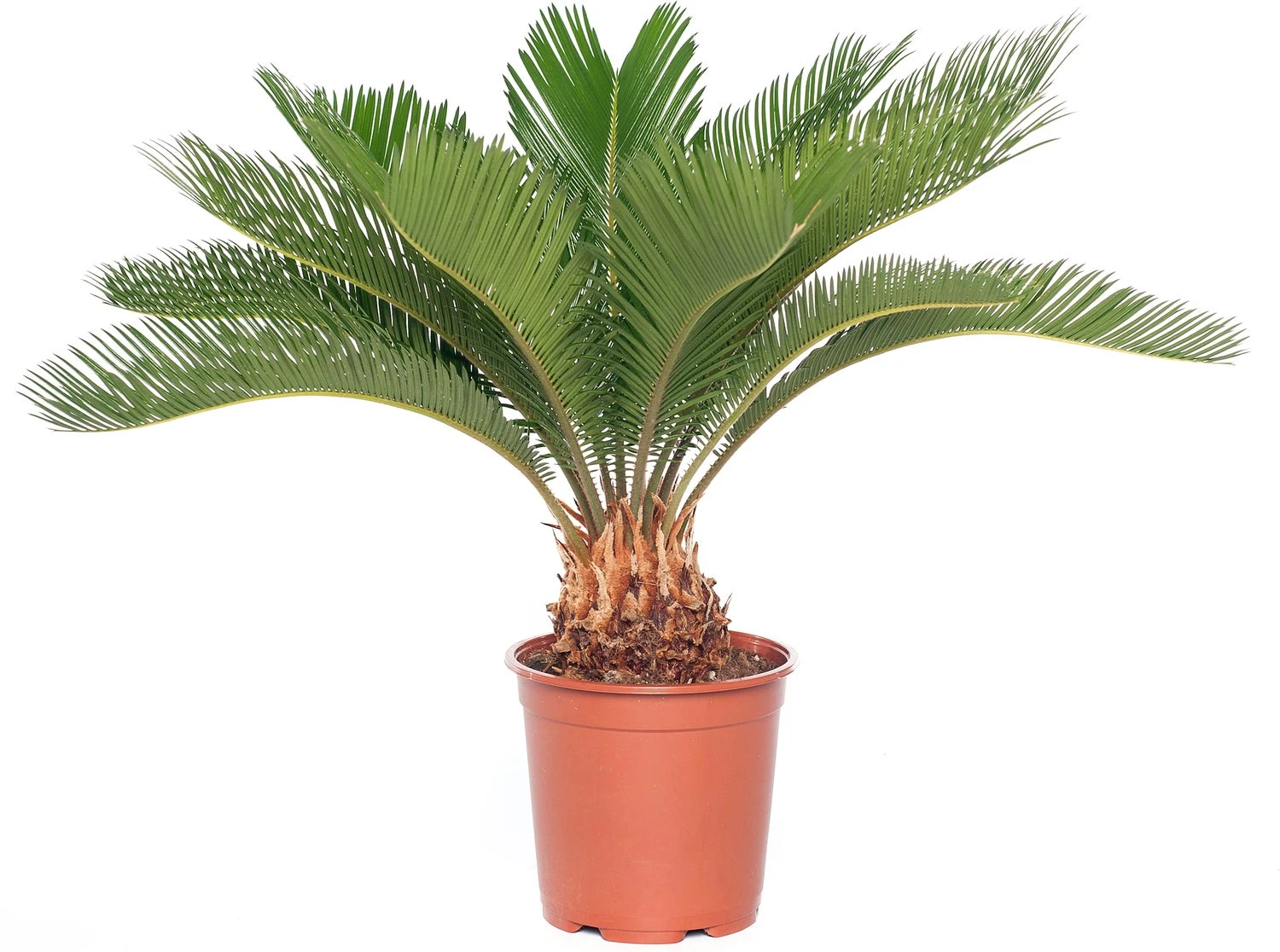 Varenpalm (Cycas Revoluta) D 17 H 65 Cm 3 Varenpalm (Cycas Revoluta) D 17 H 65 Cm