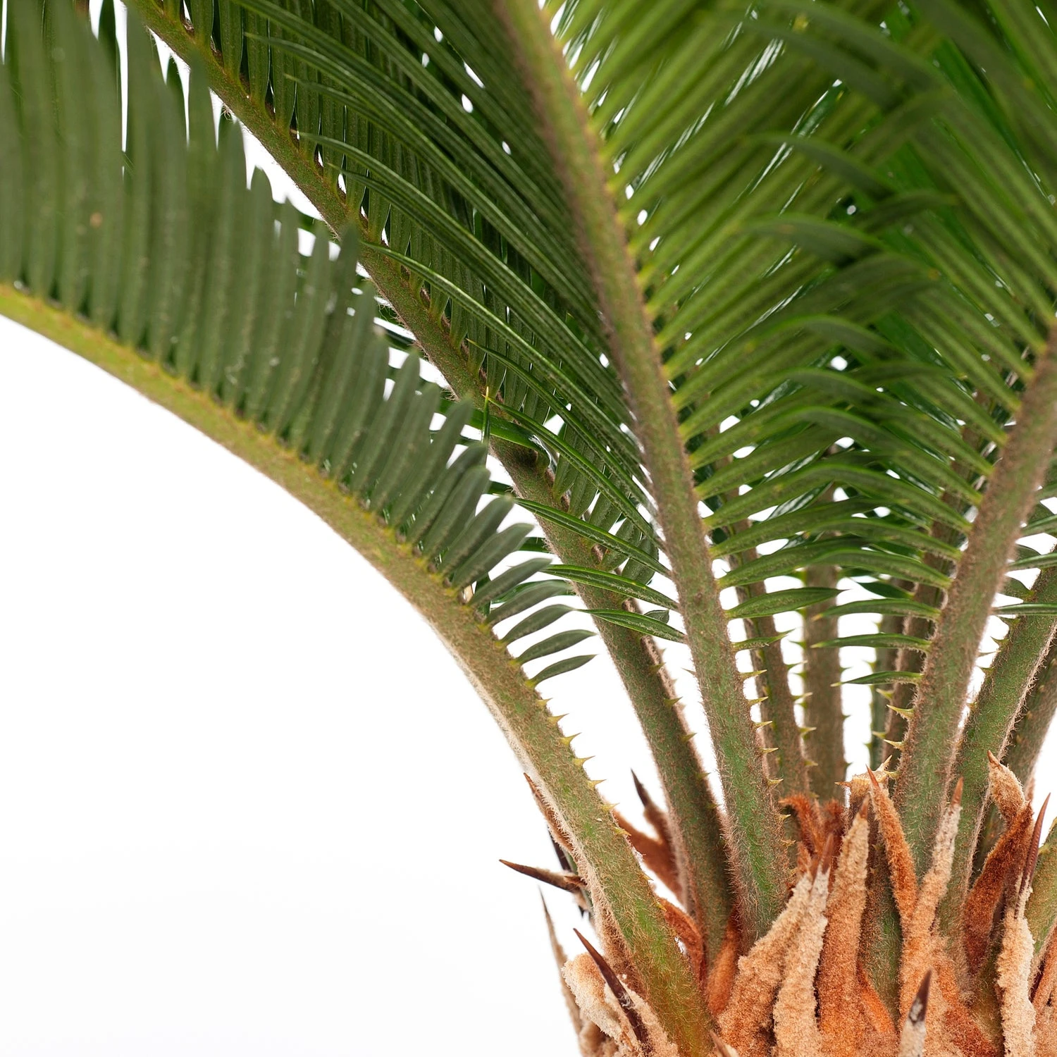 Varenpalm (Cycas Revoluta) D 17 H 65 Cm 4 Varenpalm (Cycas Revoluta) D 17 H 65 Cm - Afbeelding 2