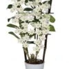 Bamboe Orchidee Op Rek (Dendrobium Nobile 'Apollon') D 12 H 50 Cm 2 Bamboe Orchidee Op Rek (Dendrobium Nobile 'Apollon') D 12 H 50 Cm -Groene Bloom Winkel 8717263460633