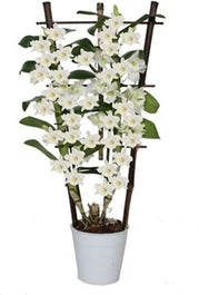 Bamboe Orchidee Op Rek (Dendrobium Nobile 'Apollon') D 12 H 50 Cm