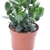 Crassula (Crassula Ov. 'Hulk') D 12 H 18 Cm 1 Crassula (Crassula Ov. 'Hulk') D 12 H 18 Cm -Groene Bloom Winkel 8717263460893