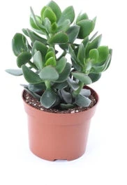 Crassula (Crassula Ov. 'Hulk') D 12 H 18 Cm