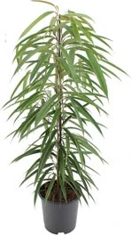 Rubberboom (Ficus Binnendijkii 'Alii') D 21 H 100 Cm 3 Rubberboom (Ficus Binnendijkii 'Alii') D 21 H 100 Cm