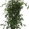 Treurvijg (Ficus Benjamina 'Danielle') D 21 H 105 Cm -Groene Bloom Winkel 8717263461005 1