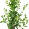 Vijgenboom (Ficus Microcarpa 'Moclame') D 21 H 100 Cm 2 Vijgenboom (Ficus Microcarpa 'Moclame') D 21 H 100 Cm -Groene Bloom Winkel 8717263461029 1
