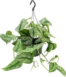 Scindapsus In Hangpot (Scindapsus Pictus 'Trebie') D 15 H 40 Cm 3 Scindapsus In Hangpot (Scindapsus Pictus 'Trebie') D 15 H 40 Cm