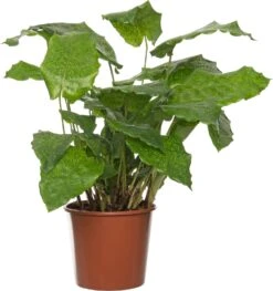 Calathea (Calathea Musaica 'Network') D 17 H 60 Cm