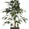 Treurvijg (Ficus Benjamina 'Danielle') D 17 H 70 Cm -Groene Bloom Winkel 8717263461302