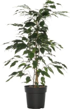 Treurvijg (Ficus Benjamina 'Danielle') D 17 H 70 Cm