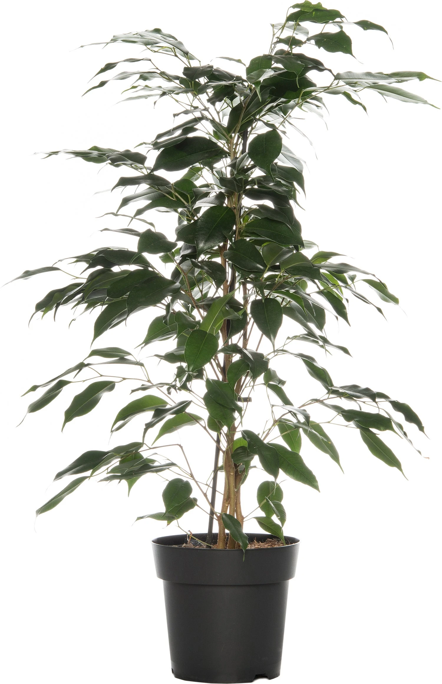 Treurvijg (Ficus Benjamina 'Danielle') D 17 H 70 Cm 3 Treurvijg (Ficus Benjamina 'Danielle') D 17 H 70 Cm