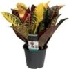 Croton (Codiaeum Variegatum 'Petra') D 12 H 30 Cm 2 Croton (Codiaeum Variegatum 'Petra') D 12 H 30 Cm -Groene Bloom Winkel 8717263461395 1