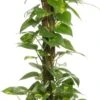 Drakenklimop (Epipremnum 'Aureum') D 19 H 80 Cm 1 Drakenklimop (Epipremnum 'Aureum') D 19 H 80 Cm -Groene Bloom Winkel 8717263461487