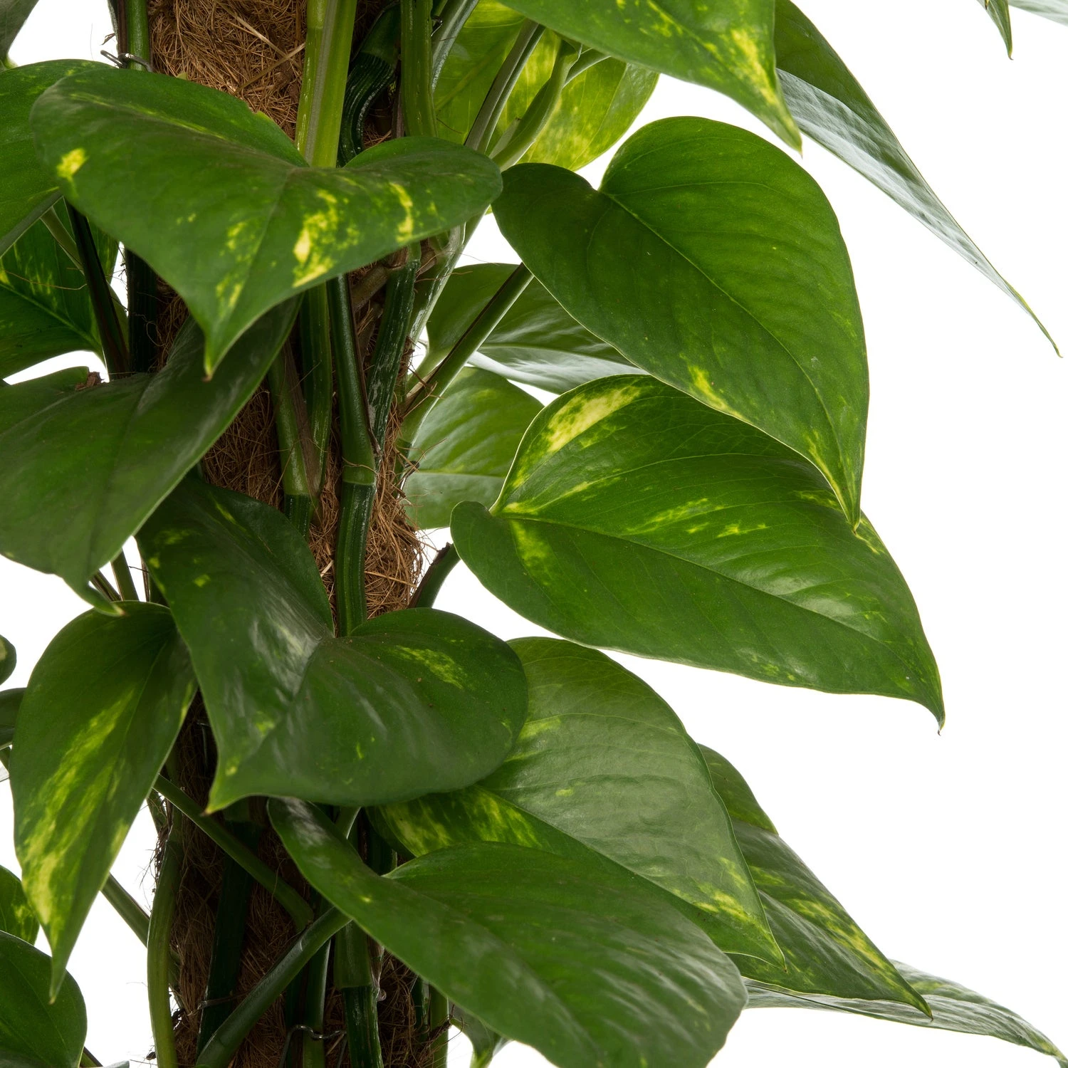 Drakenklimop (Epipremnum 'Aureum') D 19 H 80 Cm 4 Drakenklimop (Epipremnum 'Aureum') D 19 H 80 Cm - Afbeelding 2