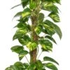 Drakenklimop (Epipremnum Pinnatum 'Aureum') D 21 H 100 Cm 1 Drakenklimop (Epipremnum Pinnatum 'Aureum') D 21 H 100 Cm -Groene Bloom Winkel 8717263461494