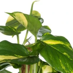 Drakenklimop (Epipremnum Pinnatum 'Aureum') D 21 H 100 Cm -Groene Bloom Winkel 8717263461494 2