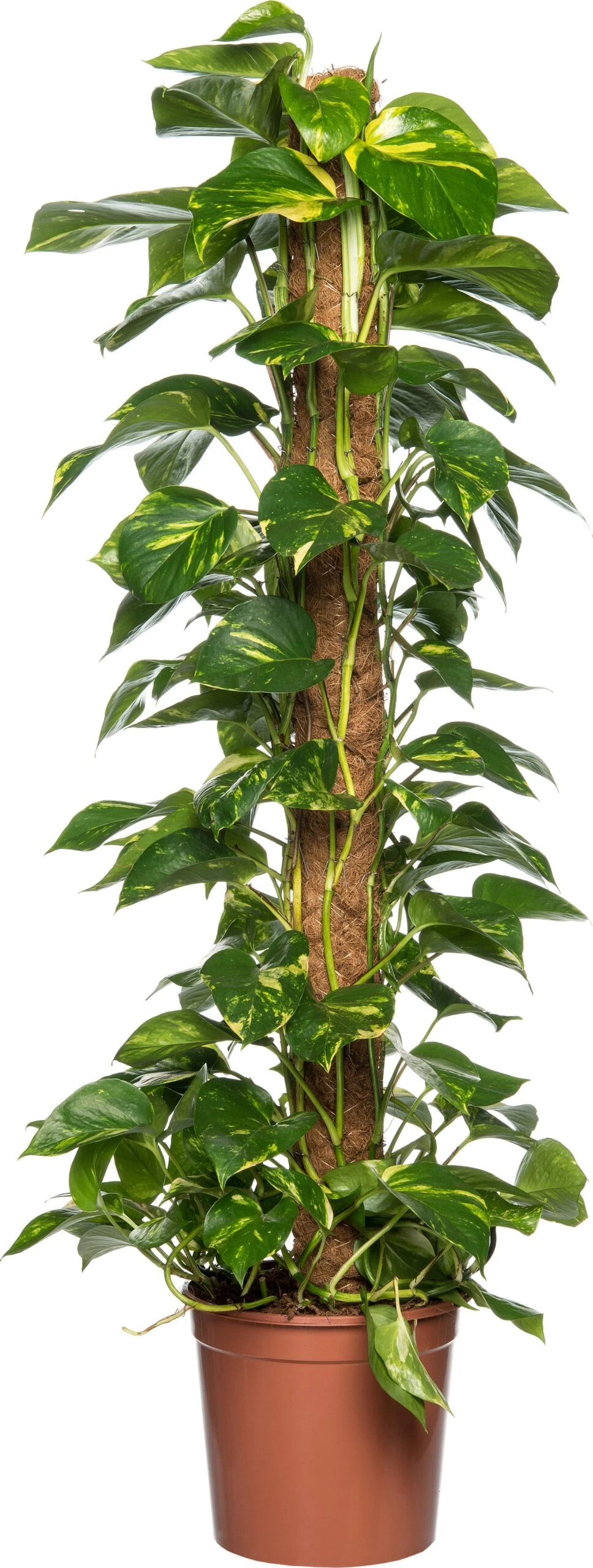 Drakenklimop (Epipremnum Pinnatum 'Aureum') D 24 H 120 Cm 3 Drakenklimop (Epipremnum Pinnatum 'Aureum') D 24 H 120 Cm