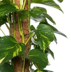 Drakenklimop (Epipremnum Pinnatum 'Aureum') D 24 H 120 Cm 5 Drakenklimop (Epipremnum Pinnatum 'Aureum') D 24 H 120 Cm -Groene Bloom Winkel 8717263461500 2