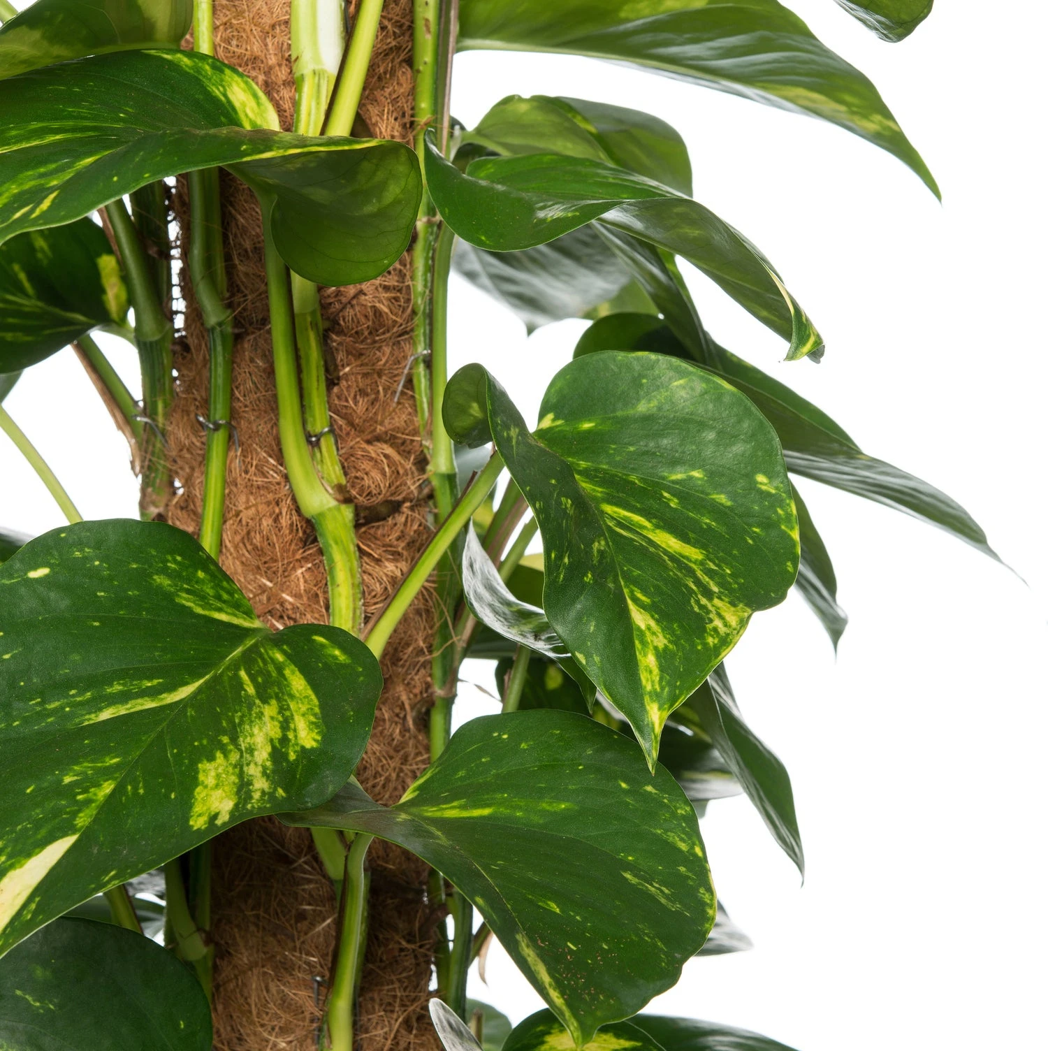 Drakenklimop (Epipremnum Pinnatum 'Aureum') D 24 H 120 Cm 4 Drakenklimop (Epipremnum Pinnatum 'Aureum') D 24 H 120 Cm - Afbeelding 2