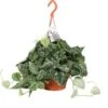 Scindapsus In Hangpot (Scindapsus Pictus) D 19 H 50 Cm -Groene Bloom Winkel 8717263461524