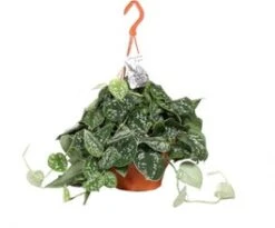 Scindapsus In Hangpot (Scindapsus Pictus) D 19 H 50 Cm