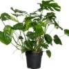 Gatenplant (Monstera Deliciosa) D 30 H 90 Cm 2 Gatenplant (Monstera Deliciosa) D 30 H 90 Cm -Groene Bloom Winkel 8717263461555 1