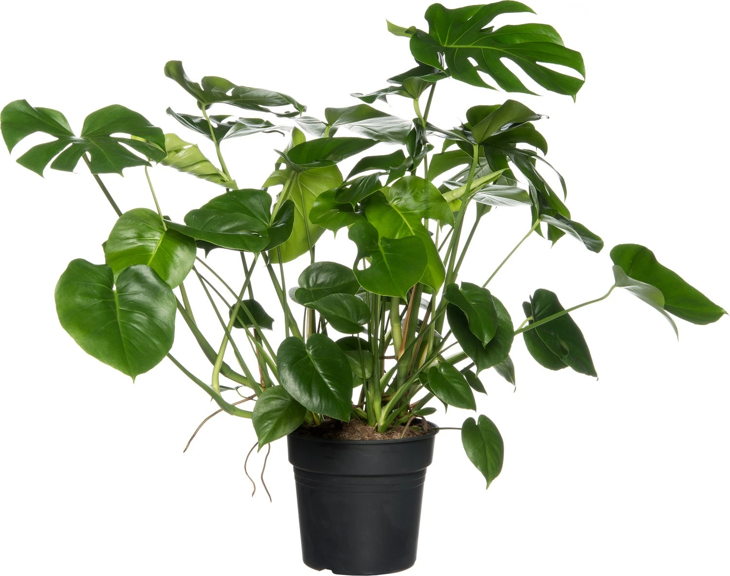 Gatenplant (Monstera Deliciosa) D 30 H 90 Cm 3 Gatenplant (Monstera Deliciosa) D 30 H 90 Cm