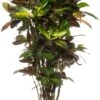 Croton (Codiaeum Variegatum 'Mrs Iceton') D 31 H 140 Cm -Groene Bloom Winkel 8717263461814