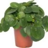 Pannenkoekenplant (Pilea Peperomioides) D 15 H 30 Cm 2 Pannenkoekenplant (Pilea Peperomioides) D 15 H 30 Cm -Groene Bloom Winkel 8717263461883 1