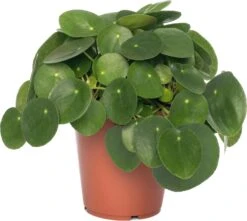 Pannenkoekenplant (Pilea Peperomioides) D 15 H 30 Cm