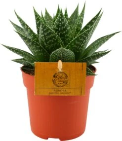 Gasteria (Gasteria 'Aurora') D 10,5 H 15 Cm