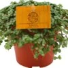 Kanonplantje (Pilea Depressa 'Sao Paulo') D 12 H 20 Cm 1 Kanonplantje (Pilea Depressa 'Sao Paulo') D 12 H 20 Cm -Groene Bloom Winkel 8717263461906