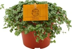 Kanonplantje (Pilea Depressa 'Sao Paulo') D 12 H 20 Cm 5 Kanonplantje (Pilea Depressa 'Sao Paulo') D 12 H 20 Cm -Groene Bloom Winkel 8717263461906 1 1