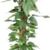 Drakenklimop Met Mosstok (Epipremnum Pinnatum 'Aureum') D 27 H 150 Cm 2 Drakenklimop Met Mosstok (Epipremnum Pinnatum 'Aureum') D 27 H 150 Cm -Groene Bloom Winkel 8717263462897 1