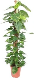 Drakenklimop Met Mosstok (Epipremnum Pinnatum 'Aureum') D 27 H 150 Cm 3 Drakenklimop Met Mosstok (Epipremnum Pinnatum 'Aureum') D 27 H 150 Cm