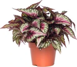 Bladbegonia (Begonia Rex (MC) 'Salsa') D 26 H 50 Cm