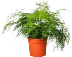 Sierasperge (Asparagus Setaceus) D 27 H 70 Cm