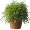 Rotskoraal (Rhipsalis Paradoxa) D 20 H 60 Cm 2 Rotskoraal (Rhipsalis Paradoxa) D 20 H 60 Cm -Groene Bloom Winkel 8717263464952 1