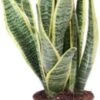 Vrouwentong (Sansevieria Trifasciata 'Laurentii') D 9 H 30 Cm -Groene Bloom Winkel 8717263464976 1