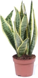 Vrouwentong (Sansevieria Trifasciata 'Laurentii') D 9 H 30 Cm