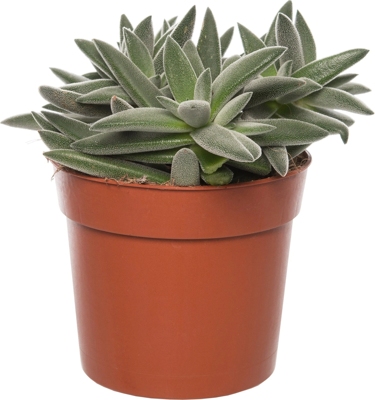 Crassula (Crassula Tenelli) D 10,5 H 15 Cm 3 Crassula (Crassula Tenelli) D 10,5 H 15 Cm