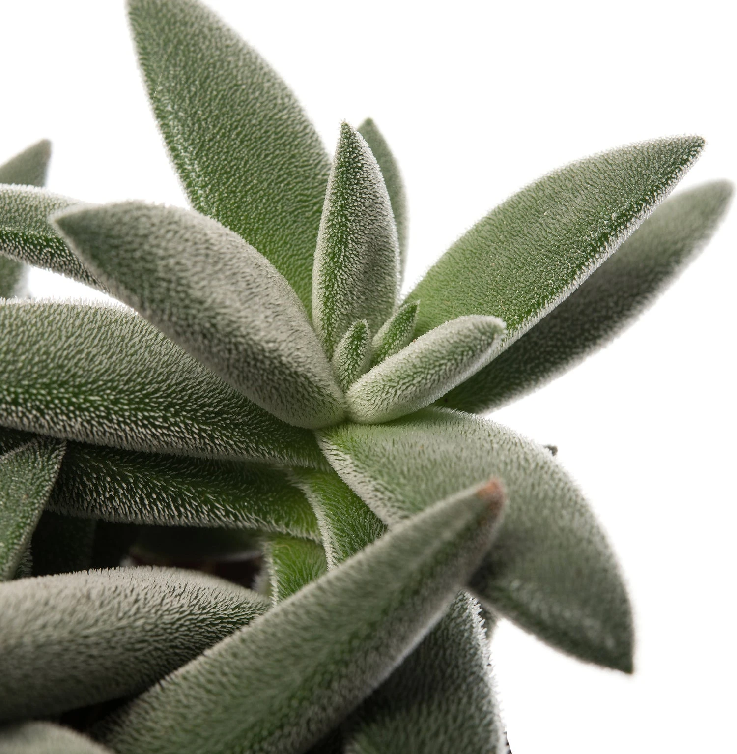 Crassula (Crassula Tenelli) D 10,5 H 15 Cm 4 Crassula (Crassula Tenelli) D 10,5 H 15 Cm - Afbeelding 2